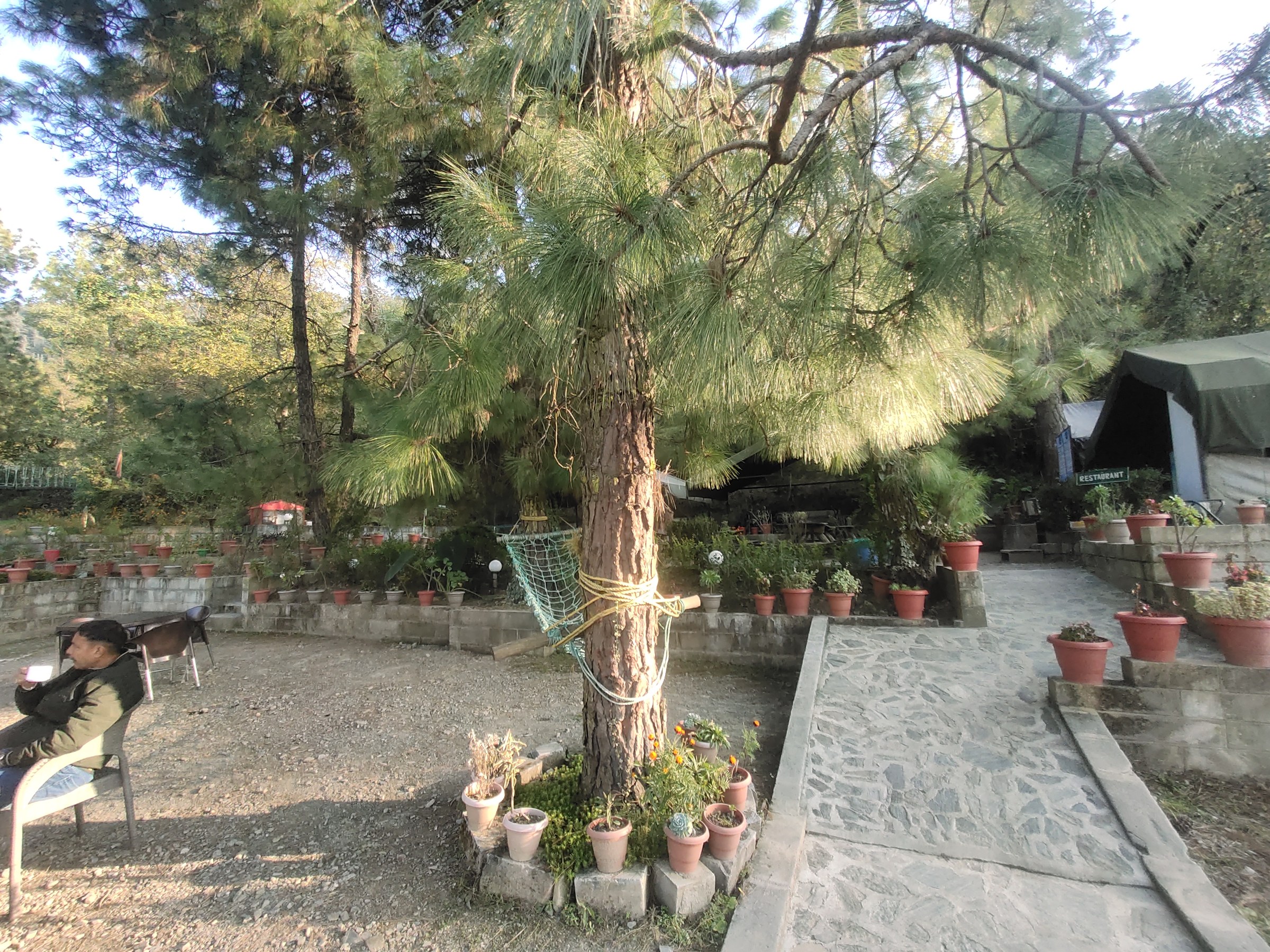 Resort garden courtyard with large pine tree hammock and potted plants at The Glide Inn